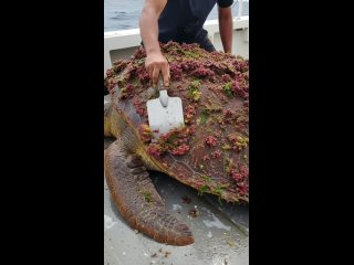 we help this turtle get rid of abundant coral growth
