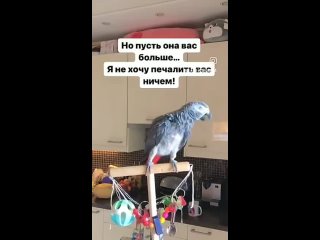 video from telegram