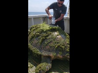 salvation of a giant sea turtle from algae and scribes with shells