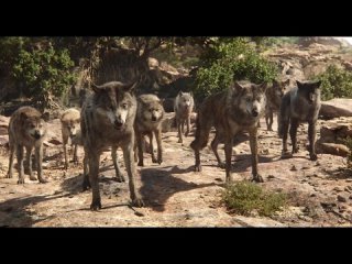 sherkhan nobli acell   kniga jungly 2016 momence izfilma