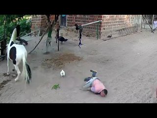 animal encounters but they get crazier