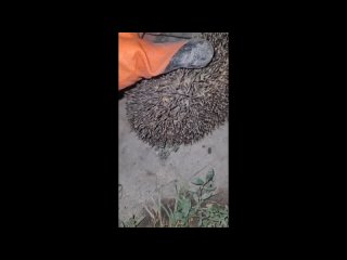 video by is overheard solnechnogorsk
