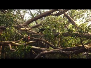 this is a  -fiber zacon jungly   kniga jungly 2016 mod zfilma
