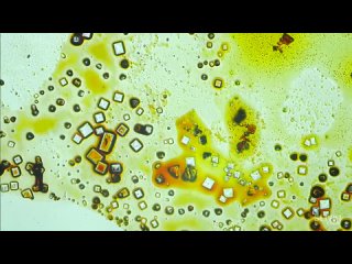 snoose v khozh holoku  under microscope