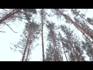 set of diko steres 11 hlopushka i i well