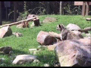 video from telegram