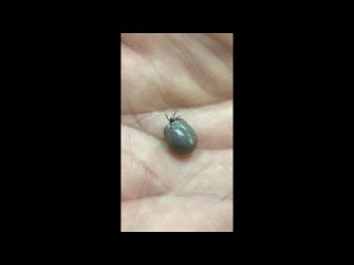 video by is overheard a great ustyug