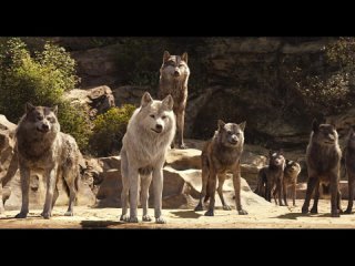 sherkhan na vodopoe   kniga jungly 2016