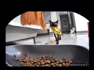 video from telegram