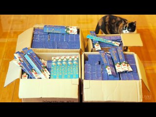 what  will be,  sli  instill 10 000 bengal nogue
